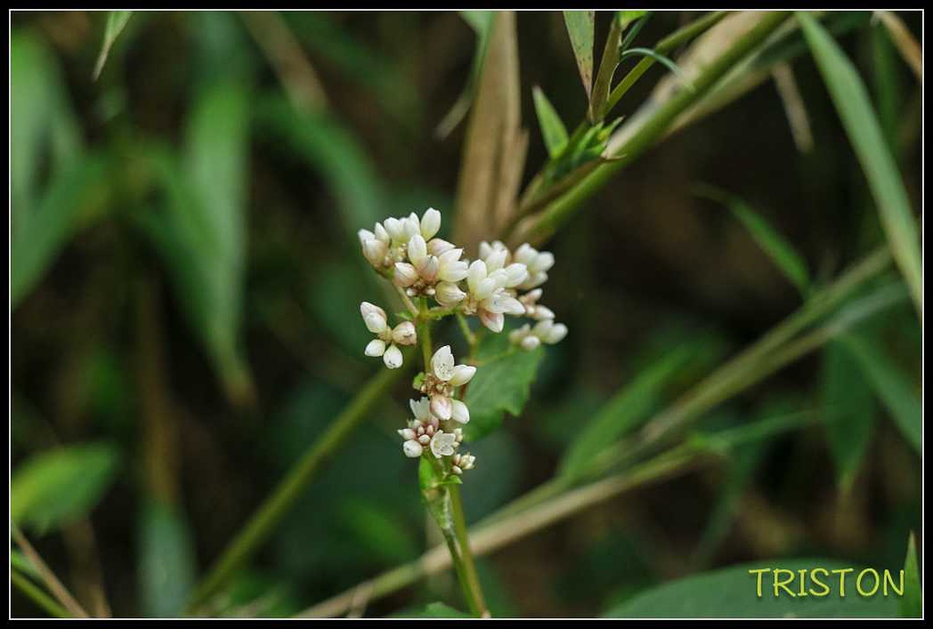 _MG_0116.jpg - 20170920 加里山