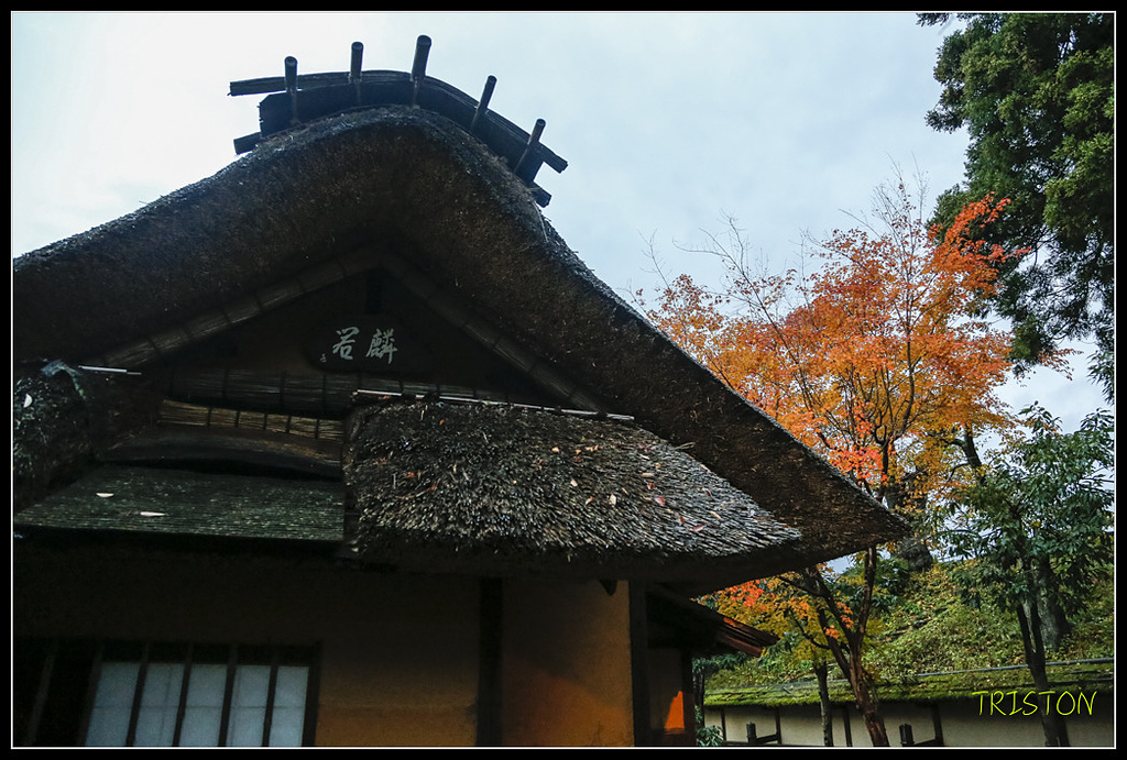 _H1A0961.jpg - 20171103 日本只見線、會津若松五色沼、昭和記念公園賞紅葉