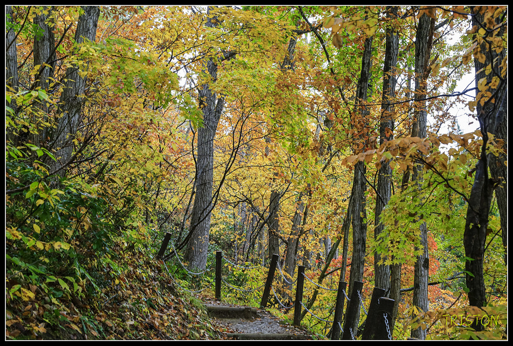 _H1A0433.jpg - 20171103 日本只見線、會津若松五色沼、昭和記念公園賞紅葉
