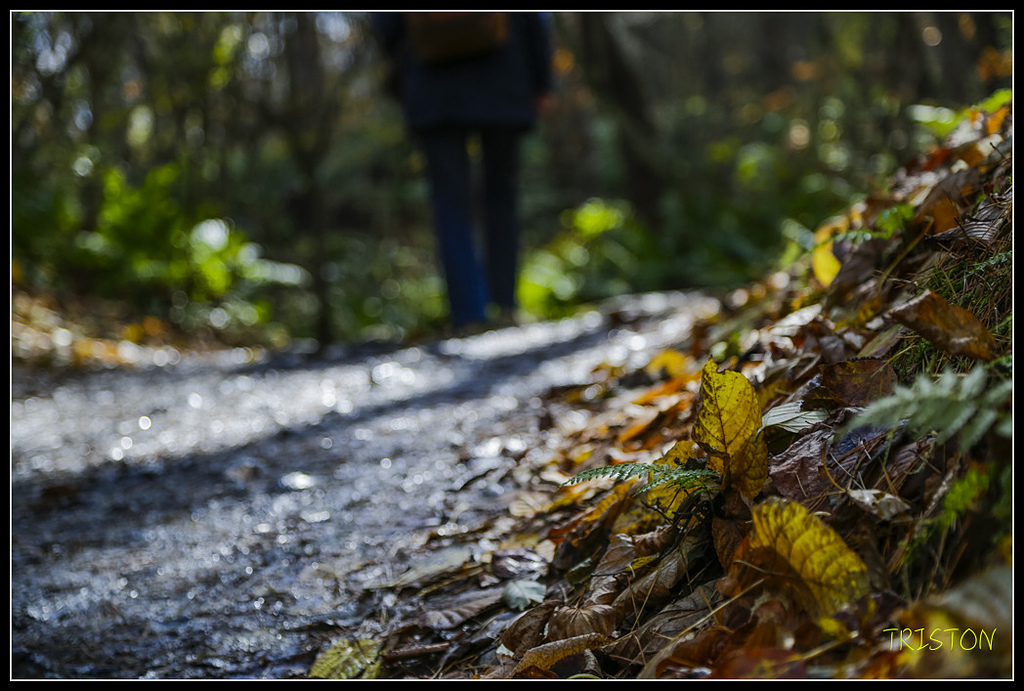 _H1A1246.jpg - 20171103 日本只見線、會津若松五色沼、昭和記念公園賞紅葉