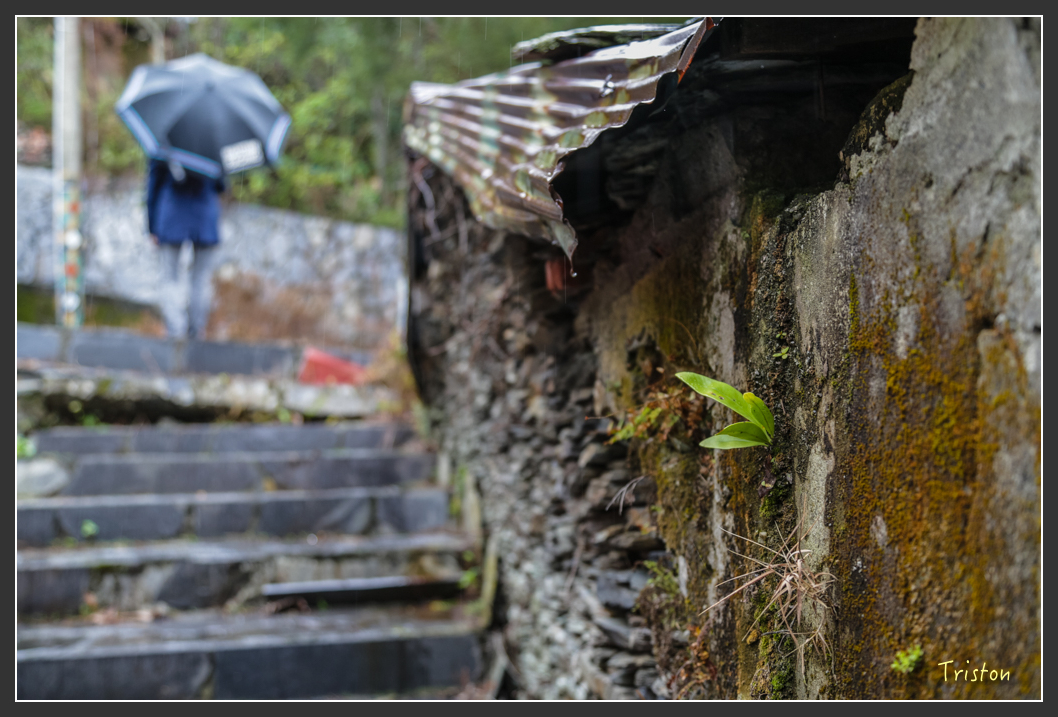 JH1A8140.jpg - 20160111 吉露、阿禮部落