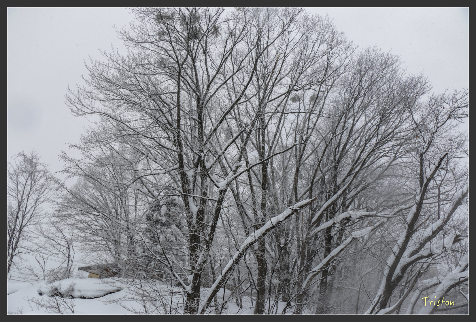 2016ZAO-01189.jpg - 20160131 日本藏王溫泉滑雪親子行