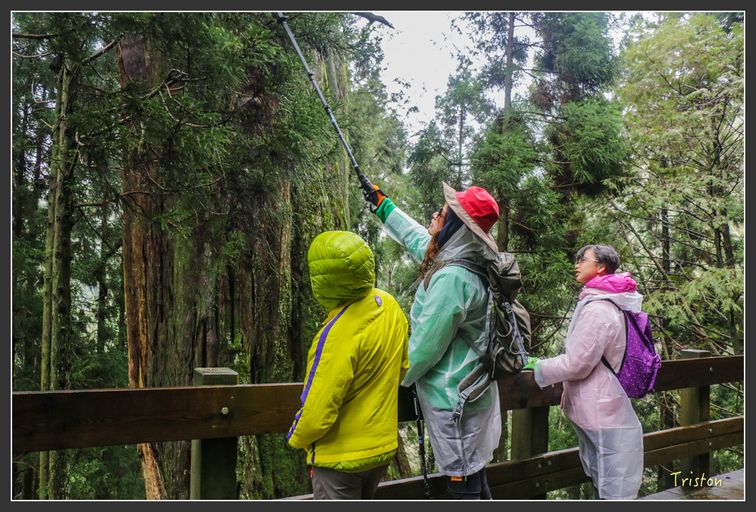 IMG_3297.jpg - 20160227 觀霧森林步道