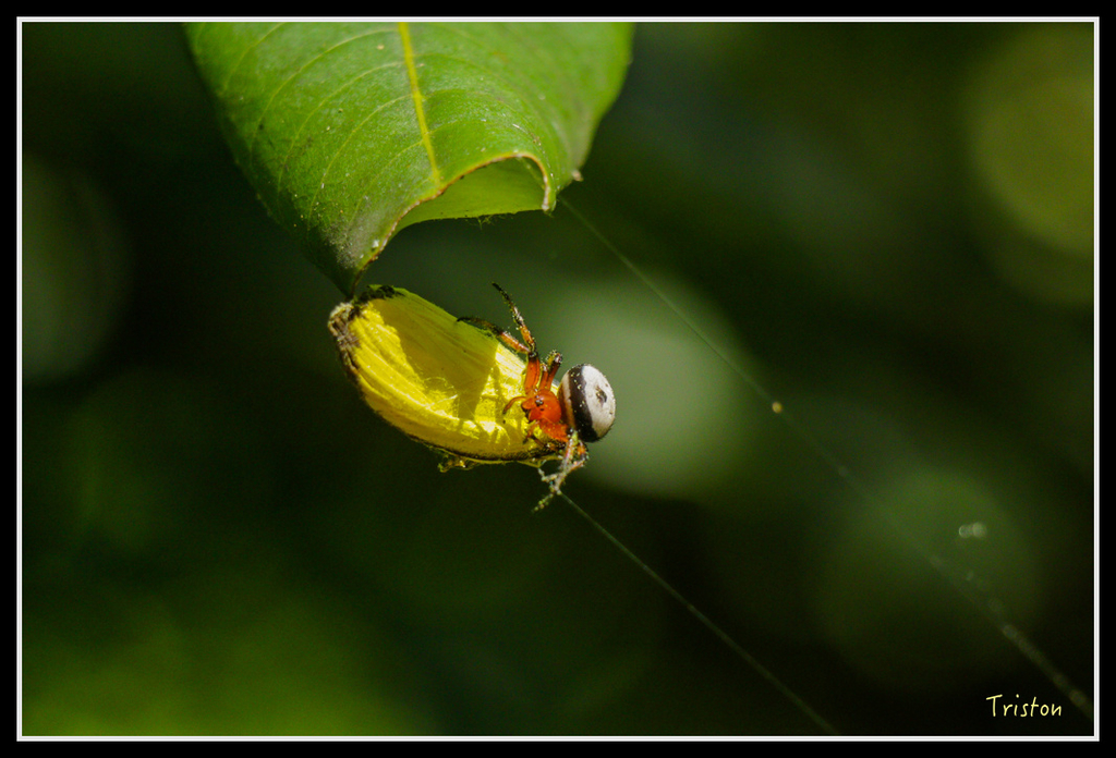 IMG_7268.jpg - 20160531 屏東笠頂山