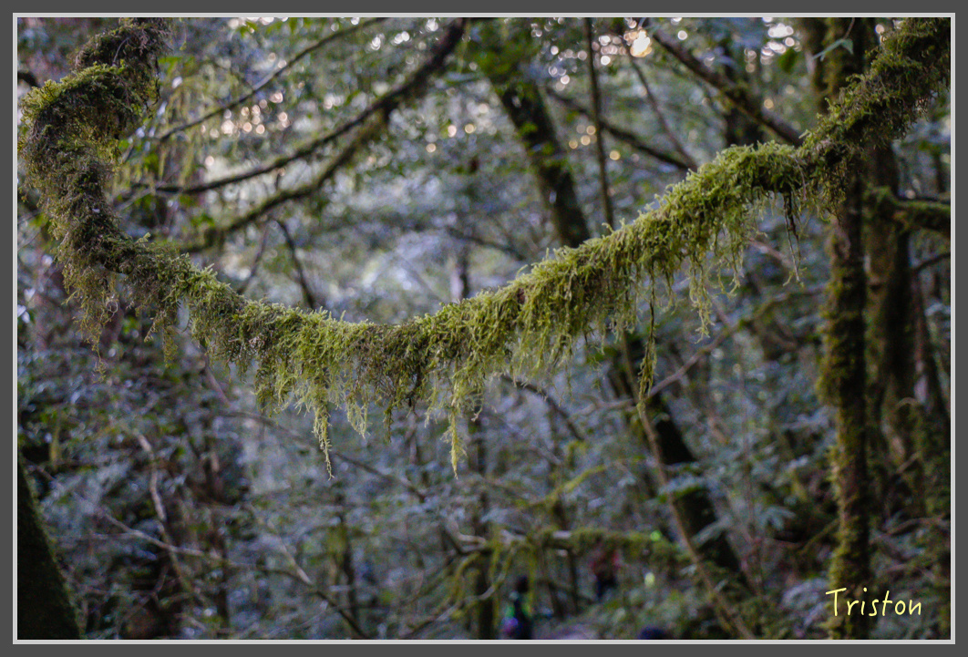 _MG_0250.jpg - 20161203 鎮西堡