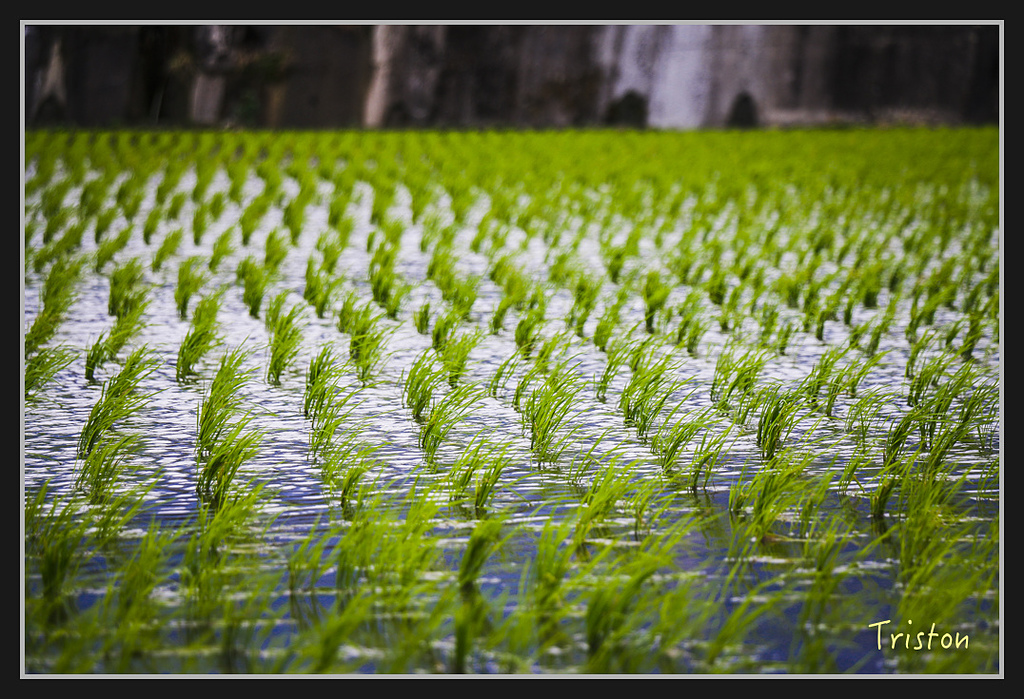 2017-02-27 10.03.54 下午 _MG_0724.jpg - 20170225 玉里瓦拉米