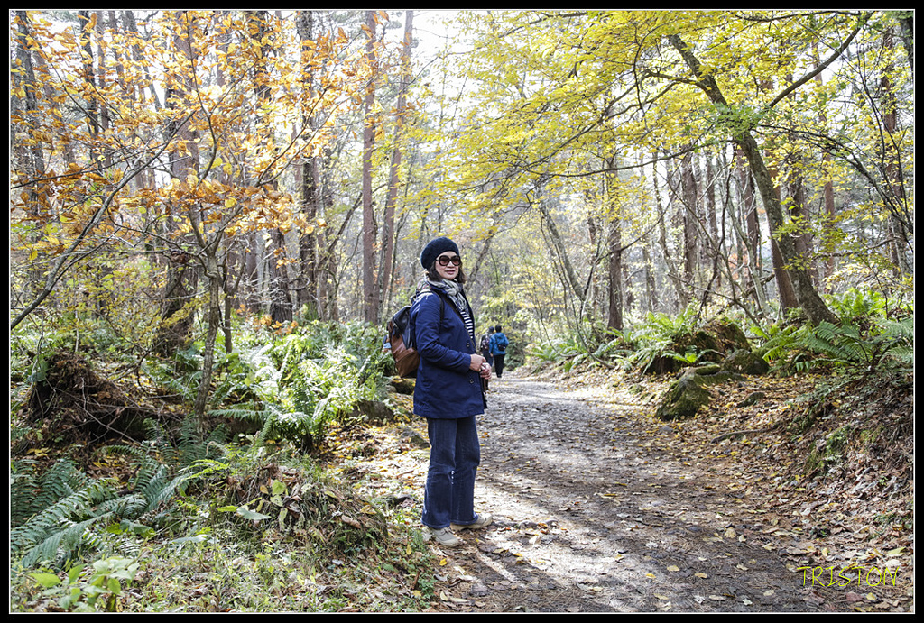 _H1A1255.jpg - 20171103 日本只見線、會津若松五色沼、昭和記念公園賞紅葉