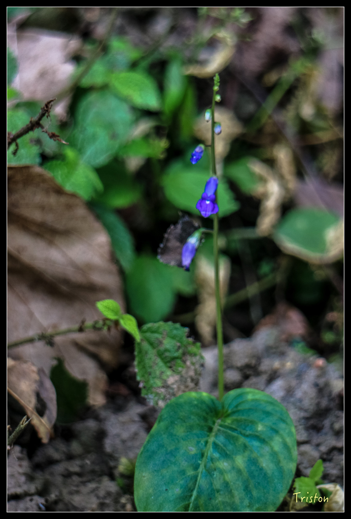 IMG_0721.jpg - 20151115 獨立山步道