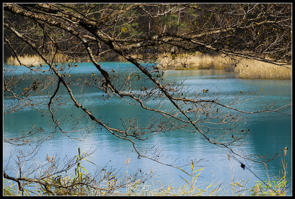 _H1A1301.jpg - 20171103 日本只見線、會津若松五色沼、昭和記念公園賞紅葉
