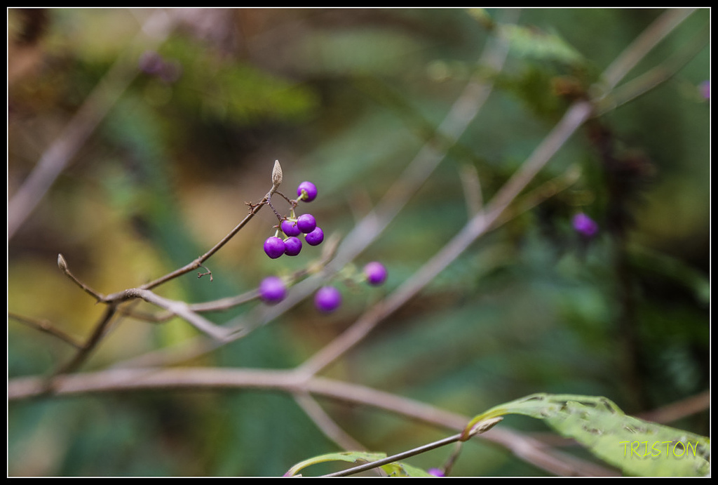 _H1A1211.jpg - 20171103 日本只見線、會津若松五色沼、昭和記念公園賞紅葉
