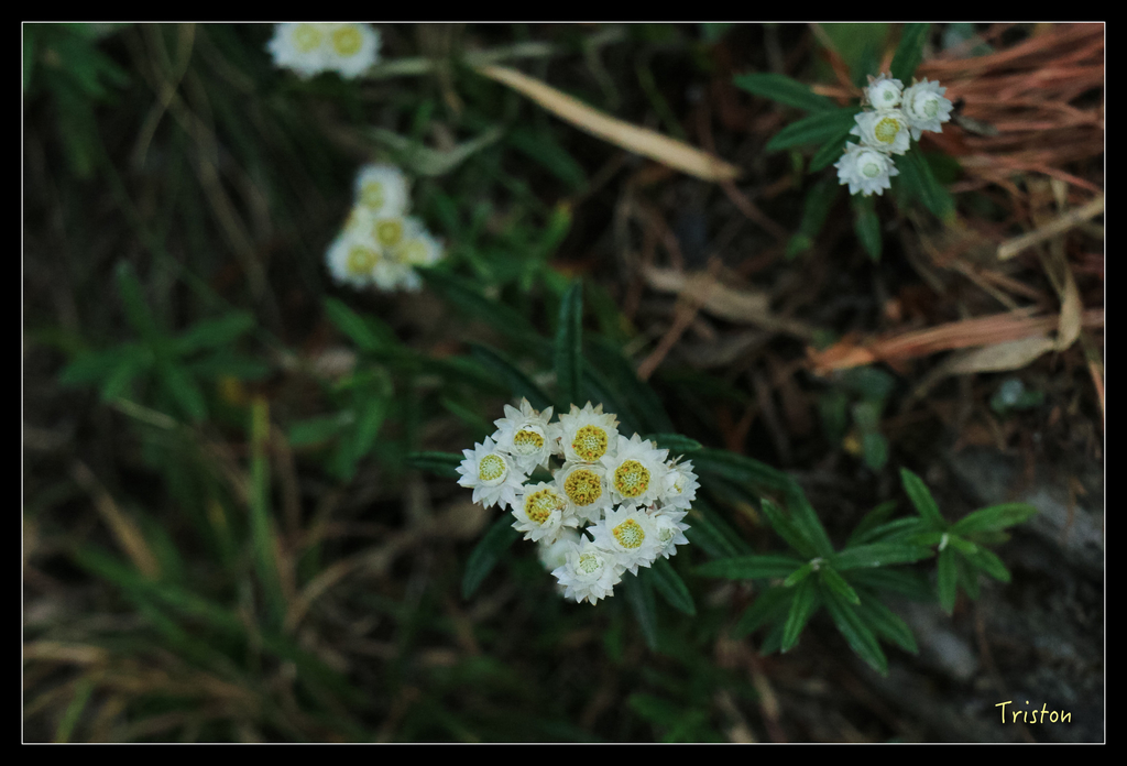IMG_8614.jpg - 20151017 郡大林道、望鄉山、郡大山