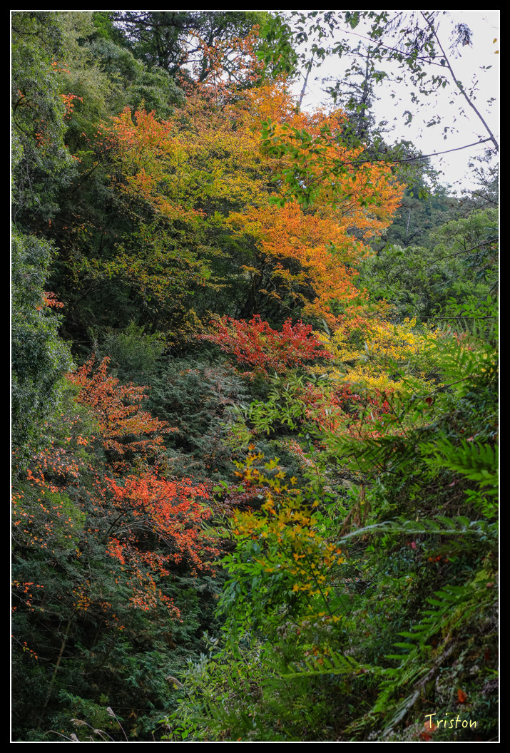 JH1A1012.jpg - 20151205 合歡溪步道、108K楓之谷