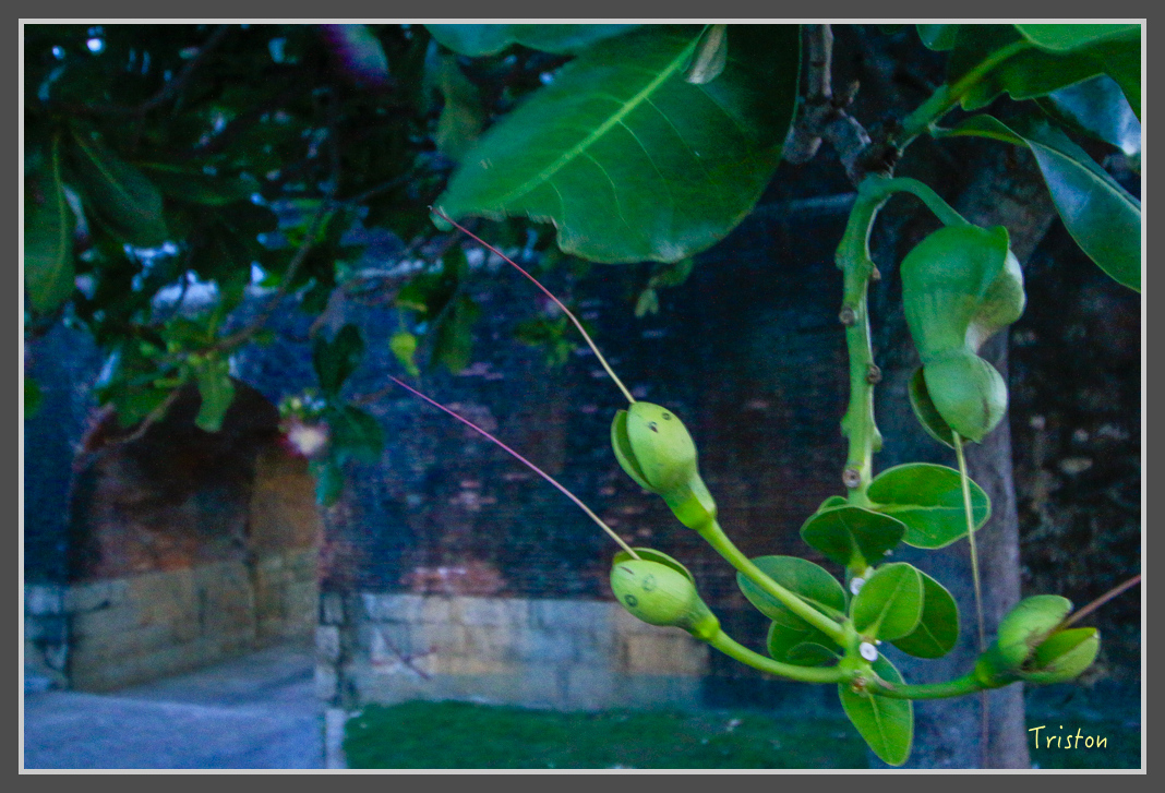 _MG_8543.jpg - 20160618 阿朗壹古道