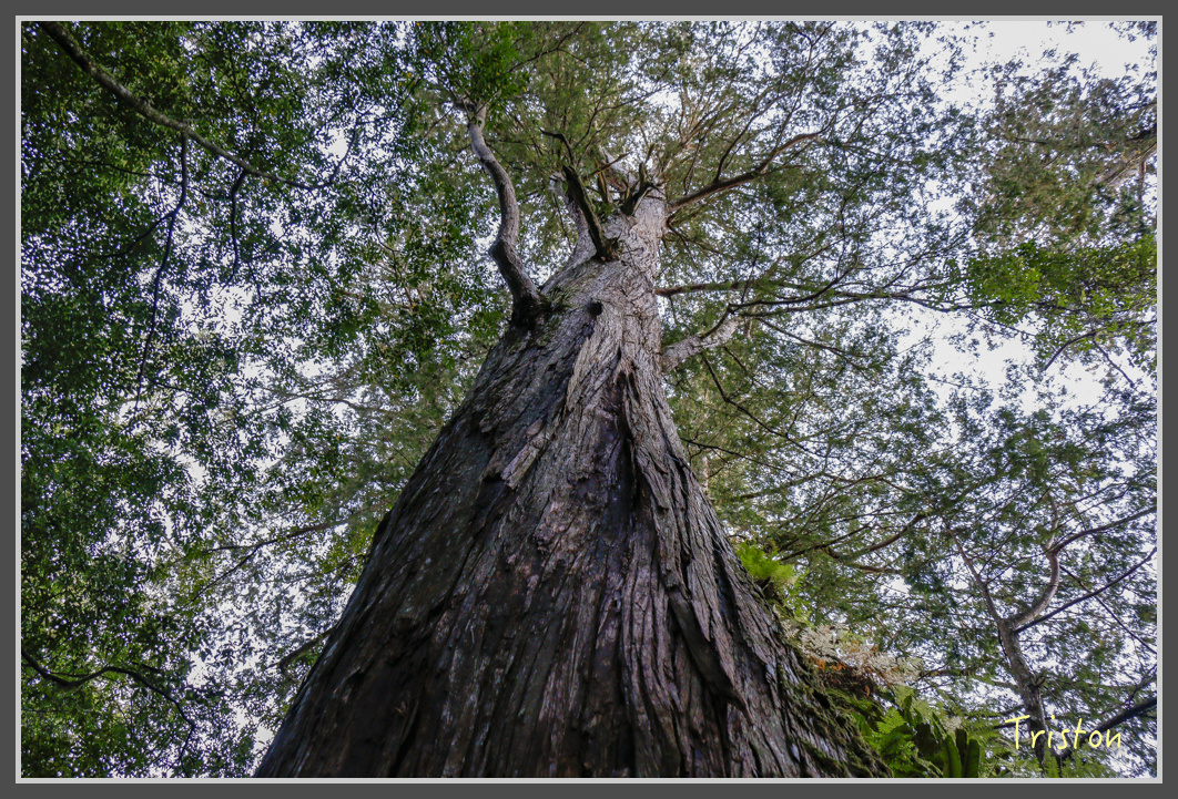 _MG_0255.jpg - 20161203 鎮西堡