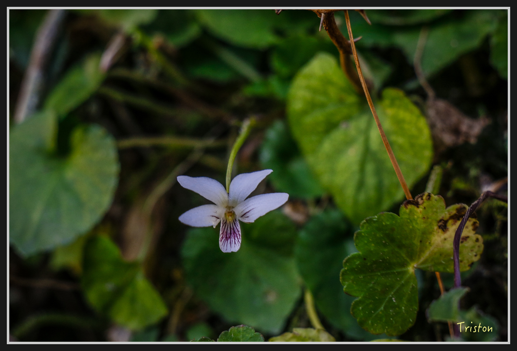 _MG_0152.jpg - 20161226 大塔山