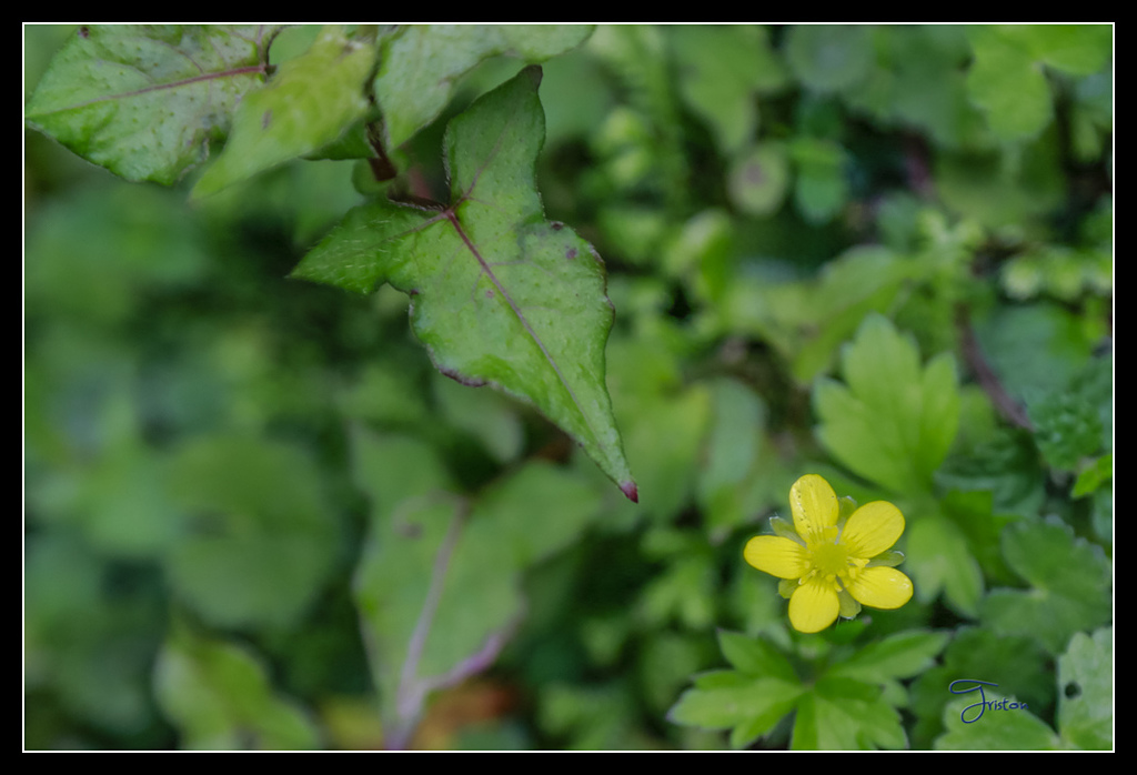 _H1A3651.jpg - 20170425 阿里山+圓潭螢火蟲