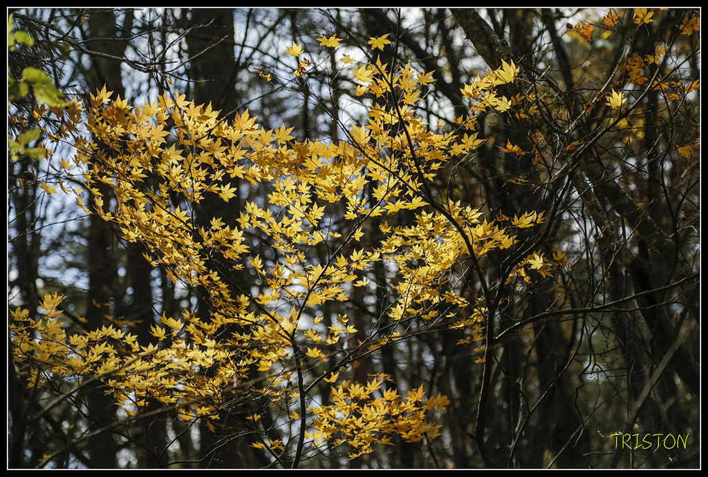 _H1A1332.jpg - 20171103 日本只見線、會津若松五色沼、昭和記念公園賞紅葉