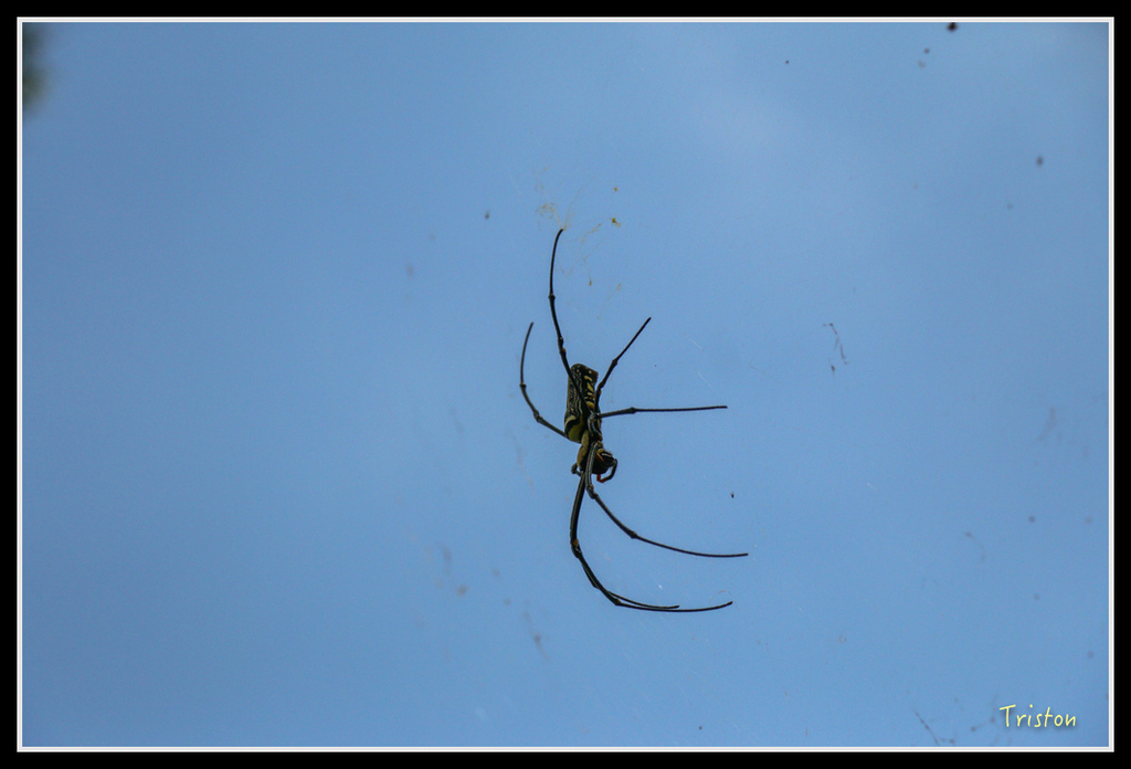 IMG_7310.jpg - 20160531 屏東笠頂山