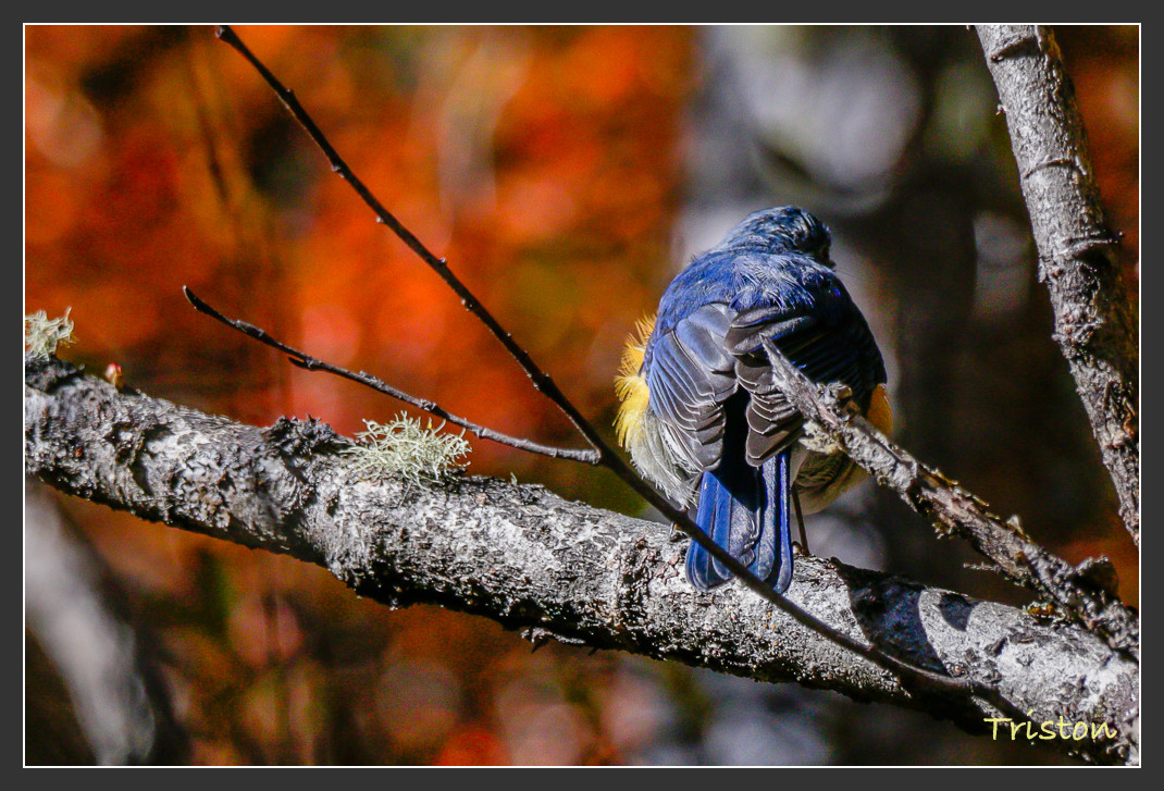 _MG_2042.jpg - 20161013 稻城亞丁