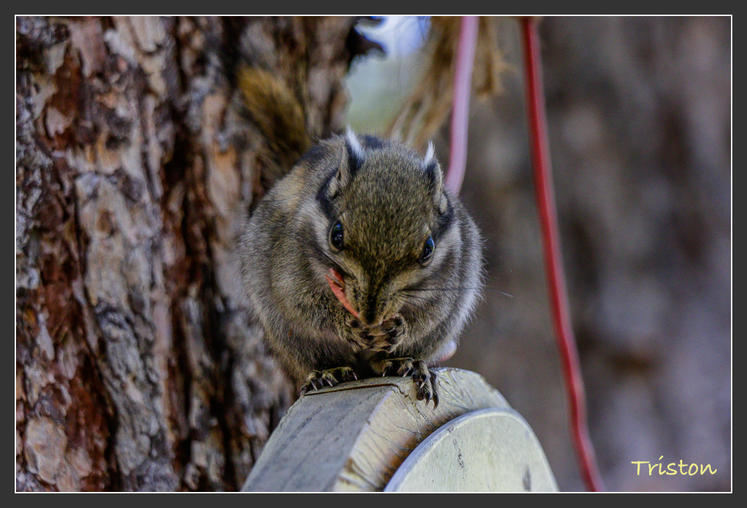_MG_2133.jpg - 20161013 稻城亞丁
