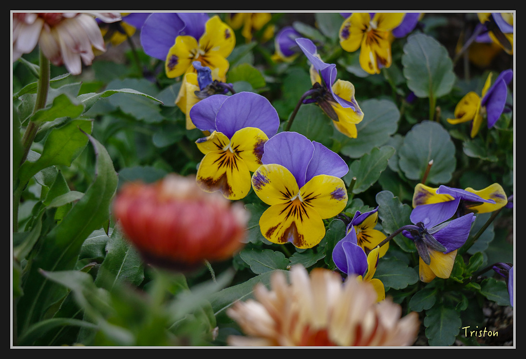 Canon-183.jpg - 20170120 大阪神戶親子遊 