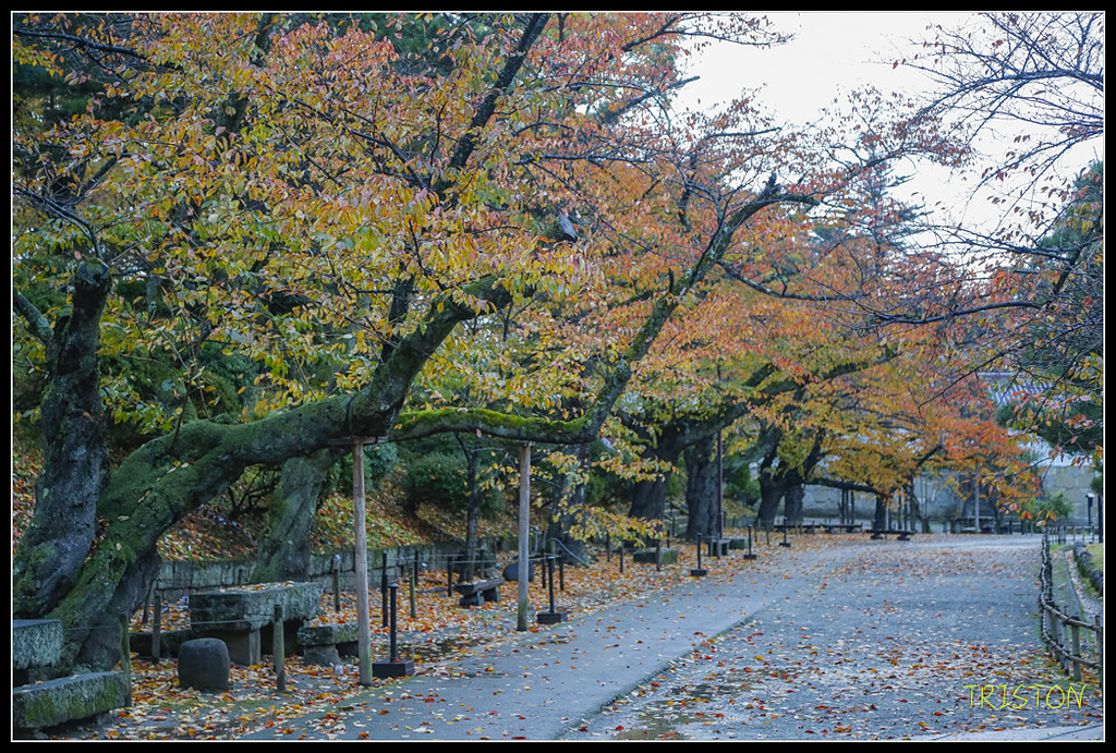_H1A0946.jpg - 20171103 日本只見線、會津若松五色沼、昭和記念公園賞紅葉