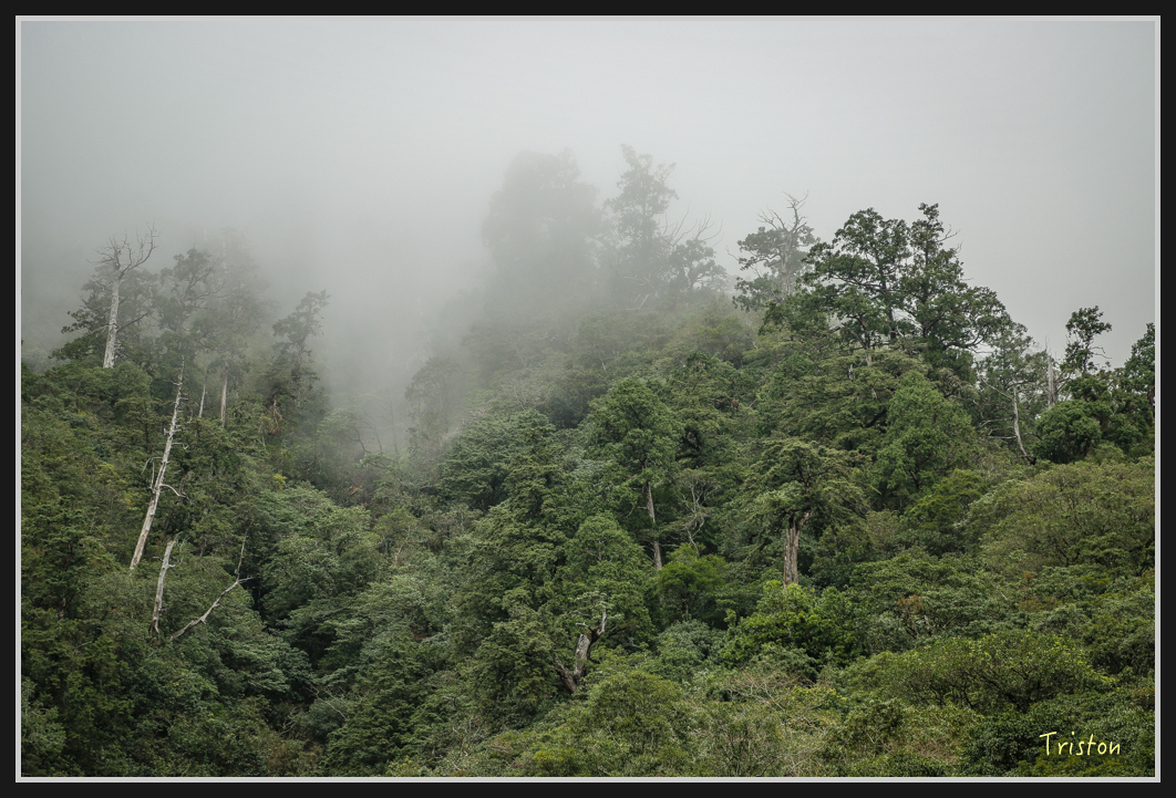 0065.jpg - 20161231 明池 神木園