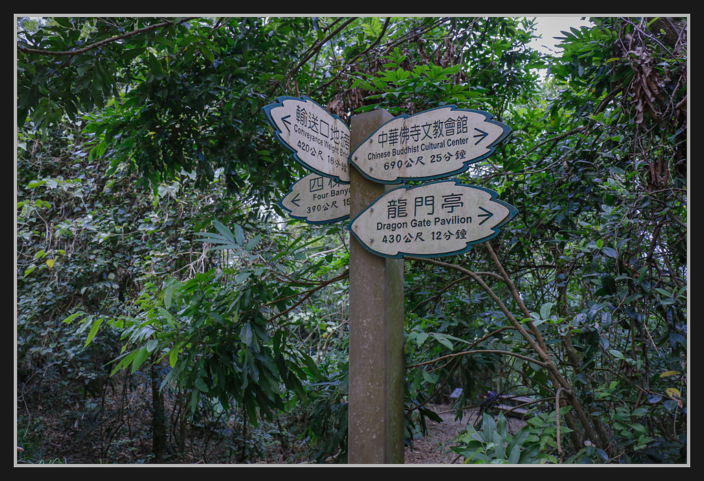 _MG_0007.jpg - 20170205 柴山盤榕雅座路線