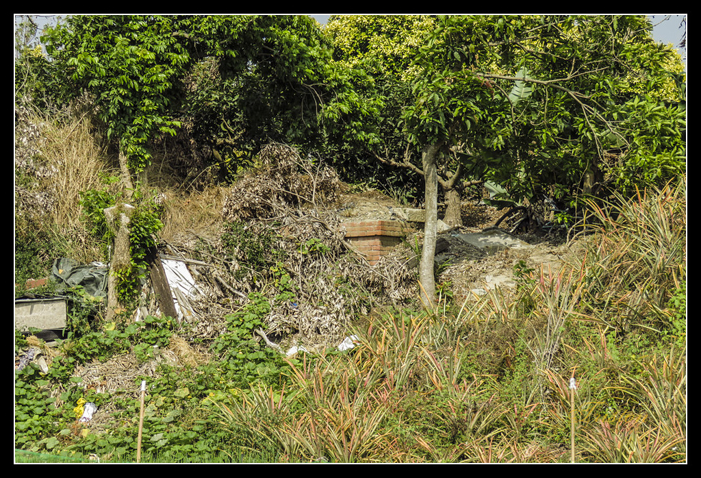 IMG_0052.jpg - 20170327 二層行溪鐵橋+環頸雉