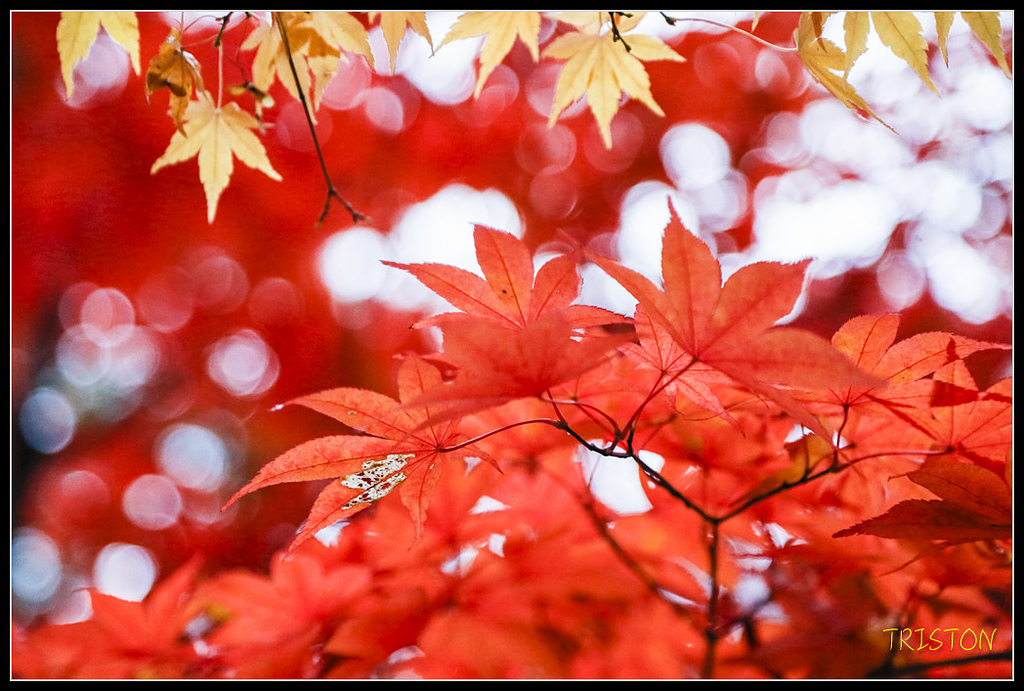 _H1A0953.jpg - 20171103 日本只見線、會津若松五色沼、昭和記念公園賞紅葉