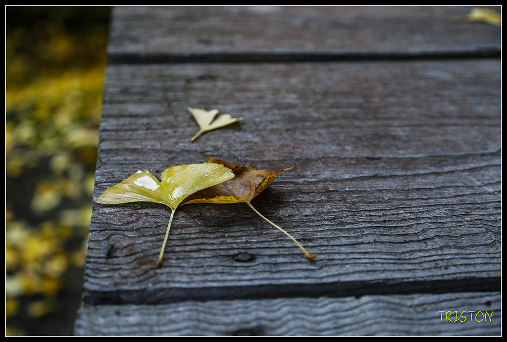 _H1A0735.jpg - 20171103 日本只見線、會津若松五色沼、昭和記念公園賞紅葉
