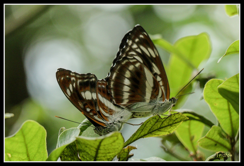 IMG_7335.jpg - 20160531 屏東笠頂山