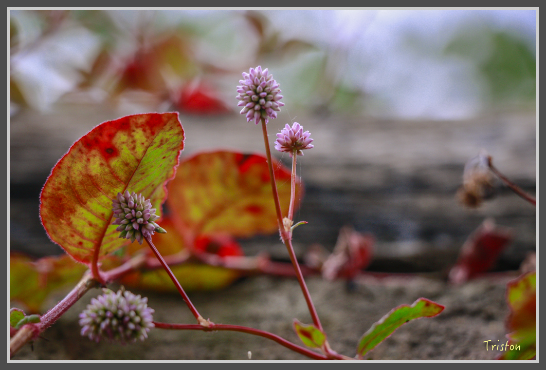 _MG_9477.jpg - 20160724 奮起湖阿里山森鐵一日遊