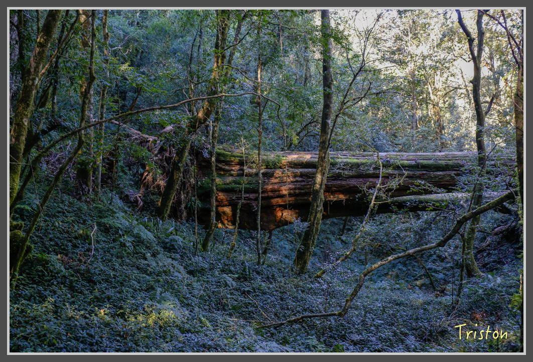 _MG_0311.jpg - 20161203 鎮西堡