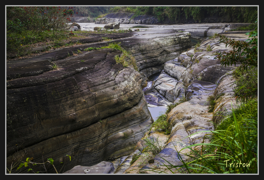 _H1A2453.jpg - 20170311 草嶺