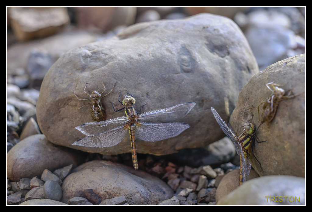 _MG_0308.jpg - 20170723 水漾森林