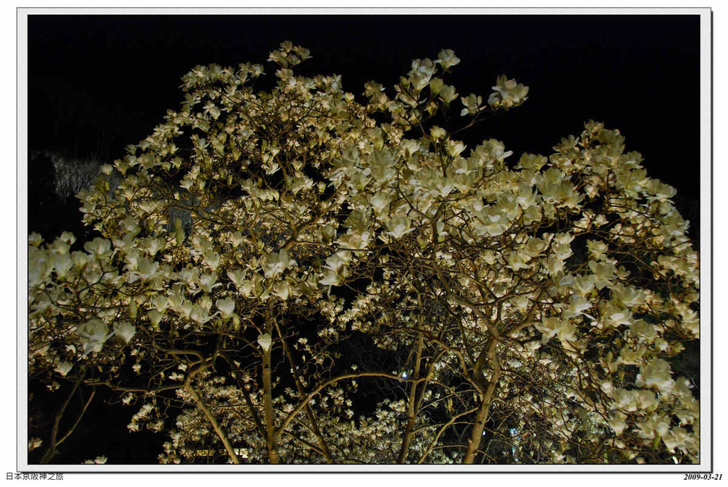 2009-03-21-19_27_45.jpg - 20090320 日本京阪神之旅