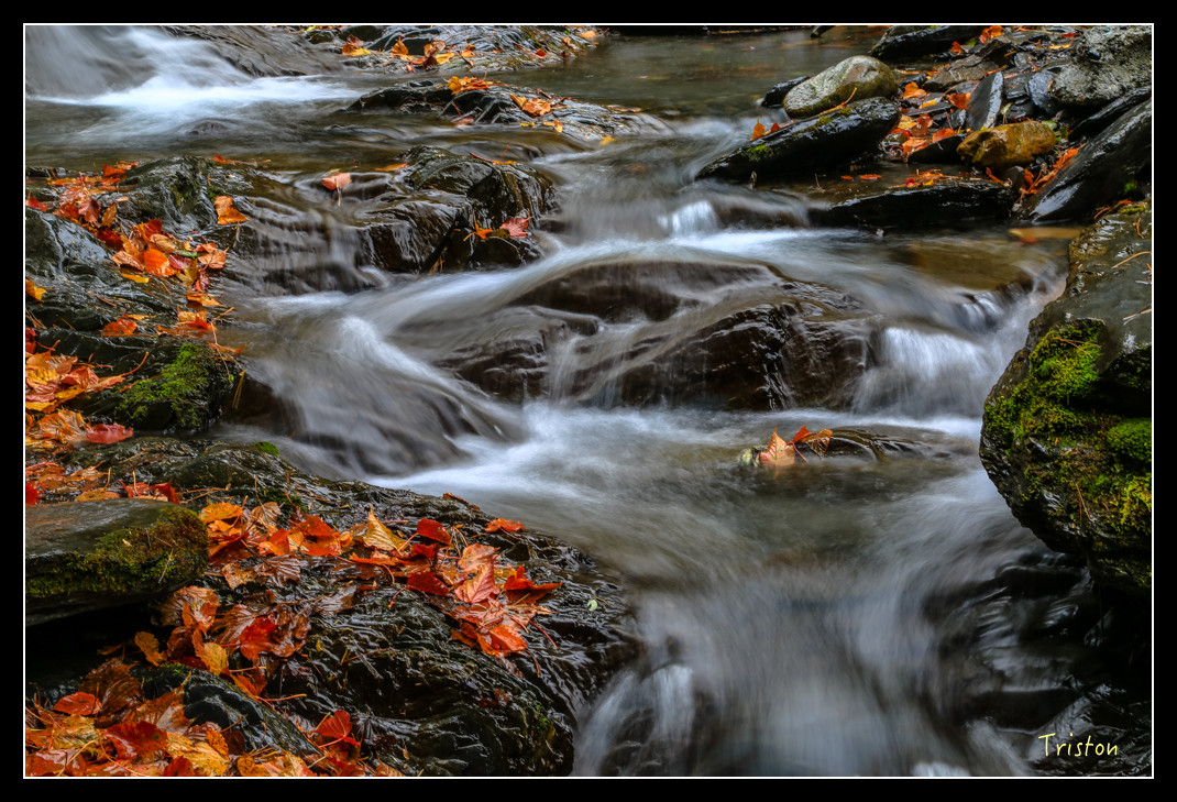 JH1A1062.jpg - 20151205 合歡溪步道、108K楓之谷