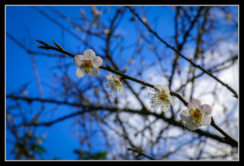 _H1A1573.jpg - 20170117 烏松崙、竹青庭