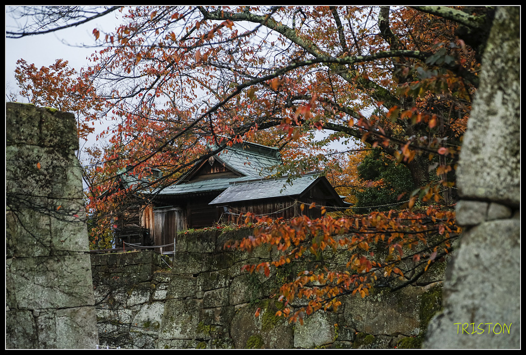 _H1A1004.jpg - 20171103 日本只見線、會津若松五色沼、昭和記念公園賞紅葉