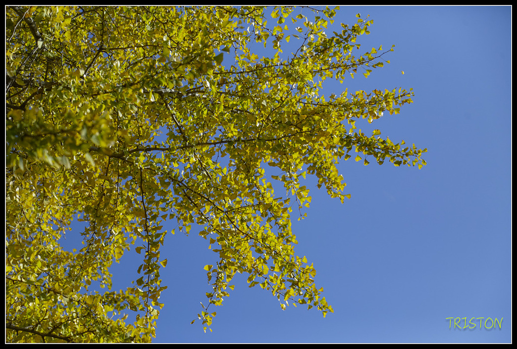 _H1A1528.jpg - 20171103 日本只見線、會津若松五色沼、昭和記念公園賞紅葉