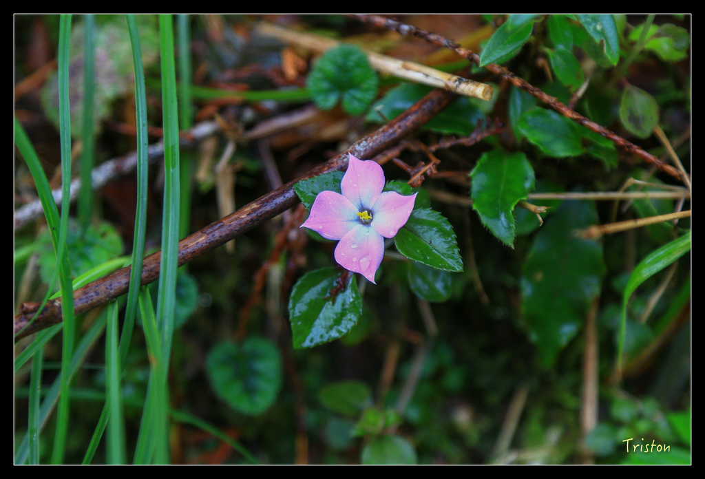 JH1A0112.jpg - 20151024~25 幾米公園、翠峰湖、翠峰山屋、望洋山步道、山毛櫸步道