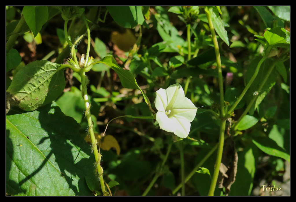 IMG_0600.jpg - 20151109 卡悠峰瀑布、枋野車站