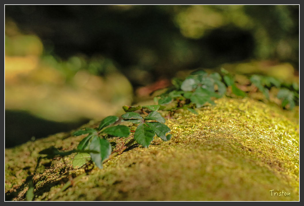 IMG_0634.jpg - 20151219 鳶嘴稍來山、小雪山林道
