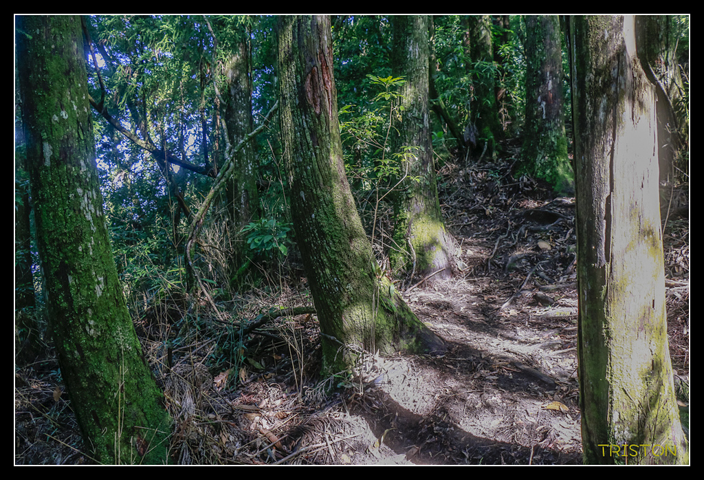 _MG_0338.jpg - 20170723 水漾森林