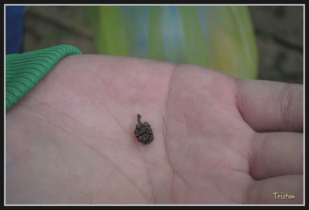 0089.jpg - 20161231 明池 神木園