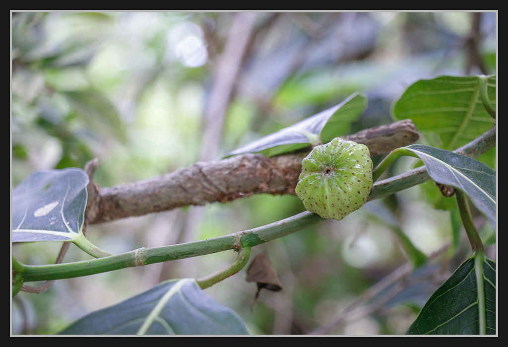 _MG_0065.jpg - 20170205 柴山盤榕雅座路線