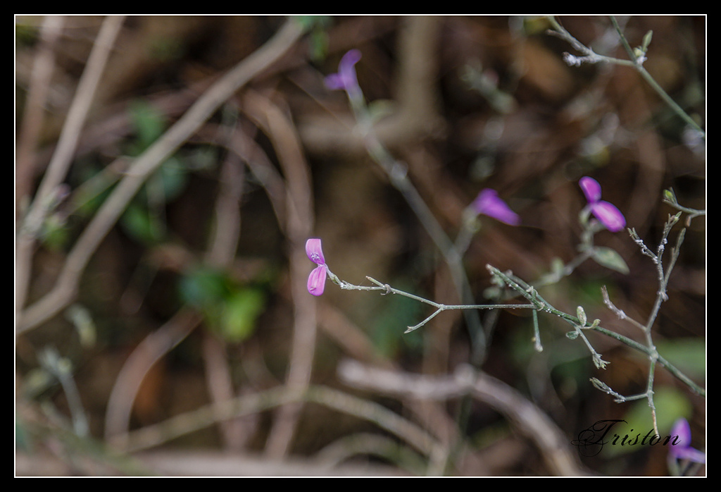 _H1A3162.jpg - 20170401 墾丁