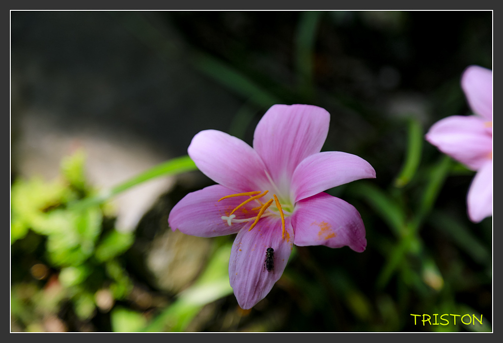 _H1A6459.jpg - 20170901 戀戀台九線