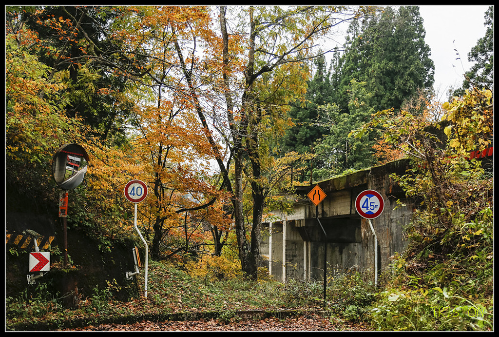 _H1A0660.jpg - 20171103 日本只見線、會津若松五色沼、昭和記念公園賞紅葉